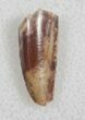 Bargain Raptor Tooth From Morocco - #13676-1